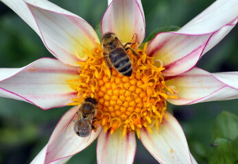 Obraz na płótnie Canvas Bienen auf einer rosa Dahlie