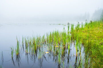 Lakeshore at a forest lake with fog and calm water