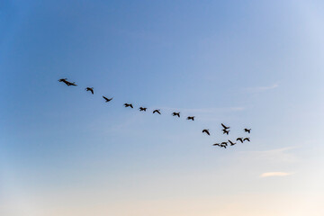 Flock of geese flying in the sky