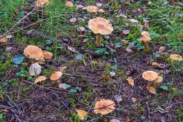 Mushrooms on the forest floor