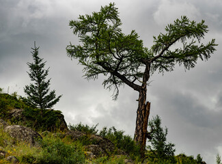 Obraz premium tree in the mountains