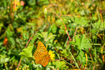 High brown fritillary butterfly collect nectar on a yellow flower