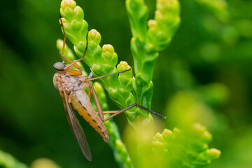 DIPTERA – MUCHÓWKI