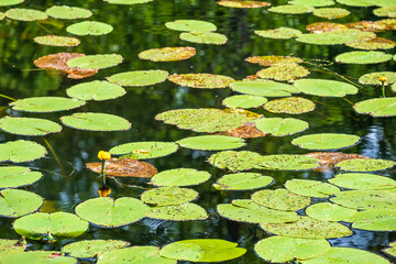 Blooming yellow water lily with leaves floating in the water