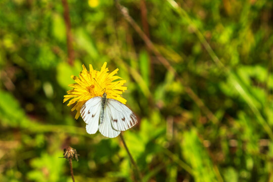 Fototapeta Green-veined white butterfly on a yellow flower in the summer