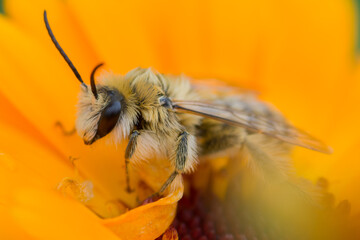Pszczoła