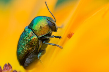 Cryptocephalus sericeus – Zmróżka złotawa