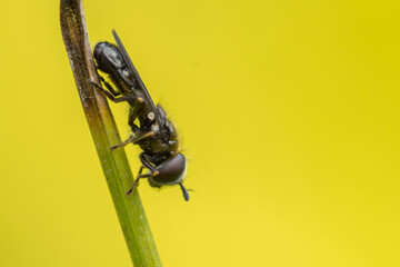 DIPTERA – MUCHÓWKI