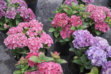 pink hydrangea flowers