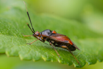 COLEOPTERA – CHRZĄSZCZE