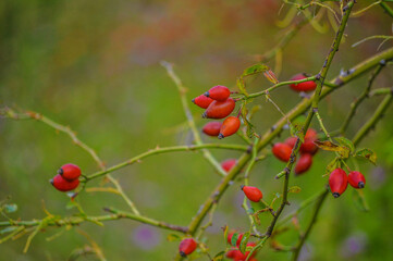 Ripe rosehip fruits on branches with green background