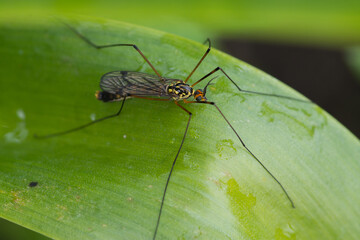 Tipula oleracea – Koziułka warzywna