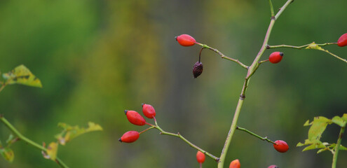 Withered rosehip fruit on a branch with green background