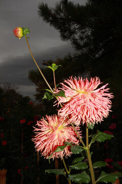 Water Drops On Dahlia. Flower Garden.