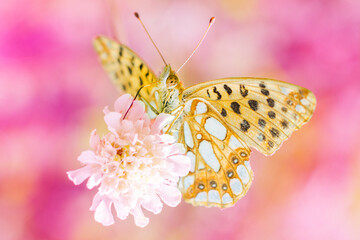Motyl Issoria lathonia – Perłowiec mniejszy - obrazy, fototapety, plakaty