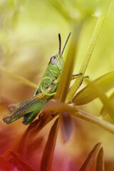 HEMIPTERA – PLUSKWIAKI