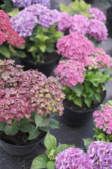 pink hydrangea flowers