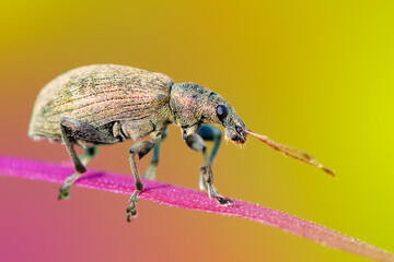 COLEOPTERA – CHRZĄSZCZE