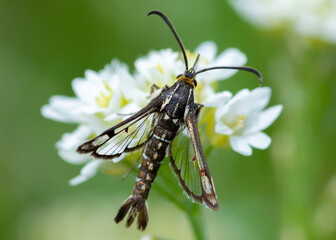 Motyl