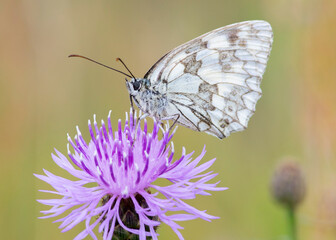 Melanargia galathea – Polowiec szachownica