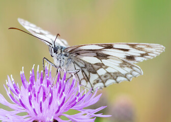 Melanargia galathea – Polowiec szachownica