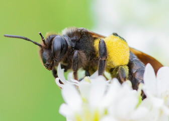 Andrena pilipes – Pszczolinka brunetka