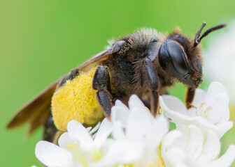 Andrena pilipes – Pszczolinka brunetka - obrazy, fototapety, plakaty