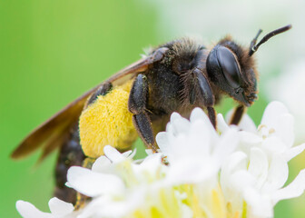 Andrena pilipes – Pszczolinka brunetka - obrazy, fototapety, plakaty