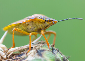 HEMIPTERA – PLUSKWIAKI