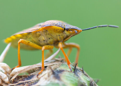 HEMIPTERA &ndash; PLUSKWIAKI