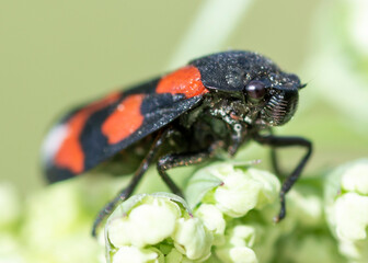 Cercopis vulnerata – Krasanka natrawka