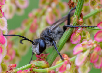 Podalonia luffii – Piaśnica krzywostopka