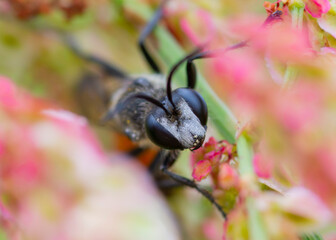 Podalonia luffii – Piaśnica krzywostopka