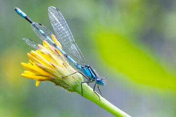 Ważka Platycnemis pennipes - Pióronóg zwykły © patrycjaskupinska
