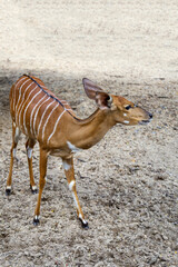 The Nyala baby is stay in garden