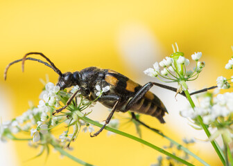 Leptura quadrifasciata – Baldurek pręgowany