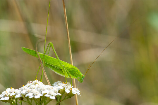 Phaneroptera falcata &ndash; Długoskrzydlak sierposz