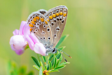 Motyl Modraszek