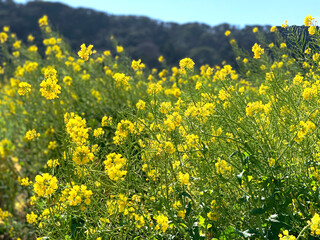 千葉　房総半島　菜の花畑-3
