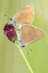 Motyl