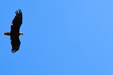 Bald Eagle in Flight with room for Graphics