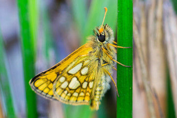 Motyl Carterocephalus palaemon – Kosternik palemon