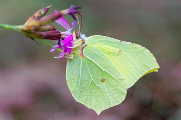 Motyl