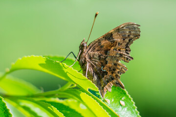 Motyl