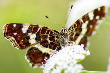 Motyl Araschnia levana – Rusałka kratkowiec