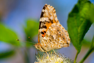 Motyl