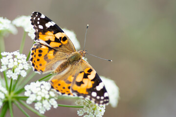 Motyl