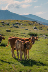 cow in the mountains