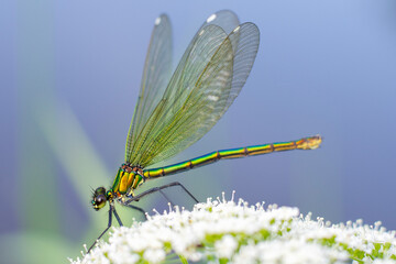 Ważka Calopteryx splendens – Świtezianka błyszcząca © patrycjaskupinska