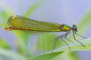 Ważka Calopteryx splendens – Świtezianka błyszcząca © patrycjaskupinska